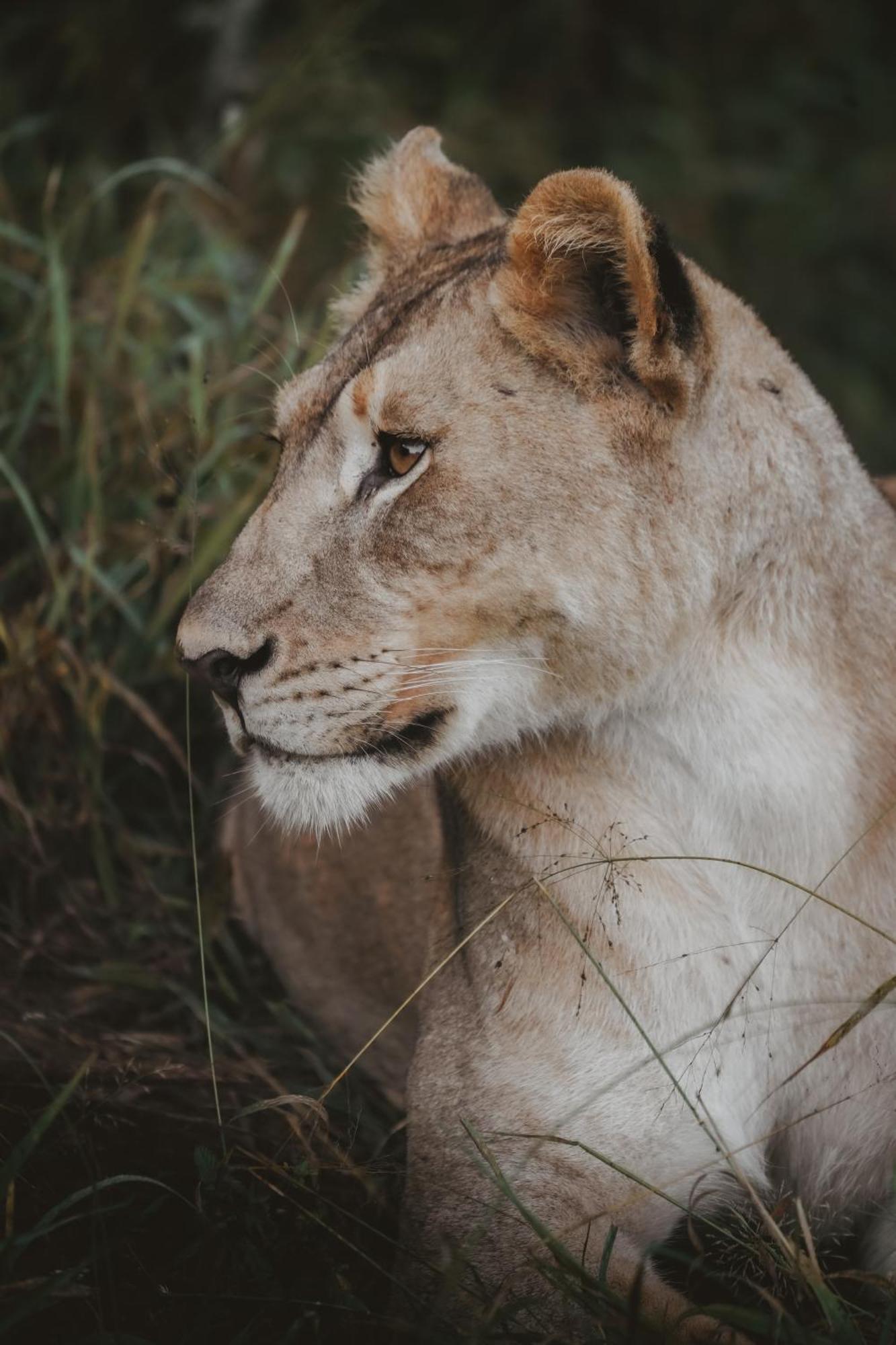 Rhino River Lodge Manyoni Private Game Reserve Zewnętrze zdjęcie