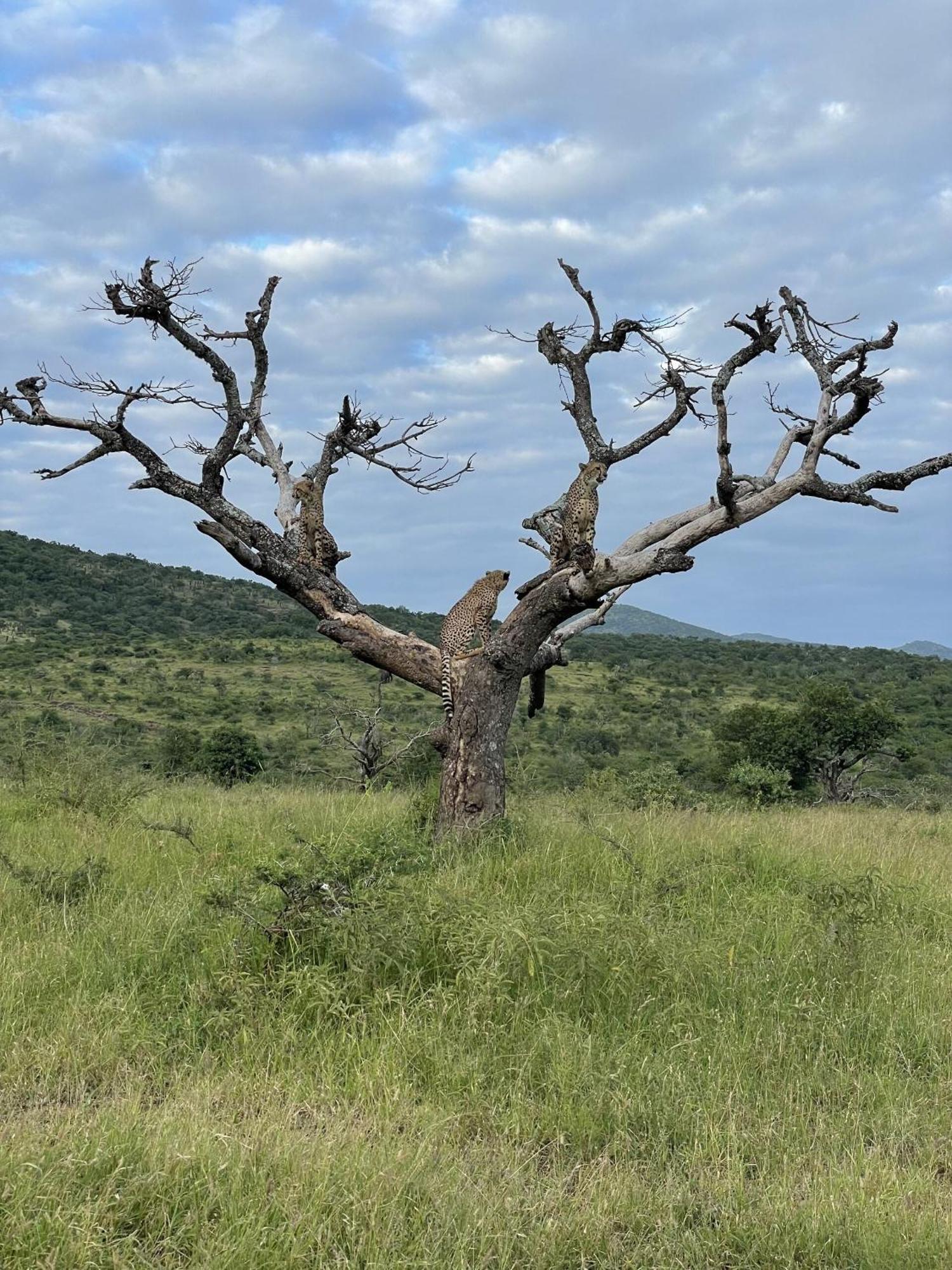 Rhino River Lodge Manyoni Private Game Reserve Zewnętrze zdjęcie